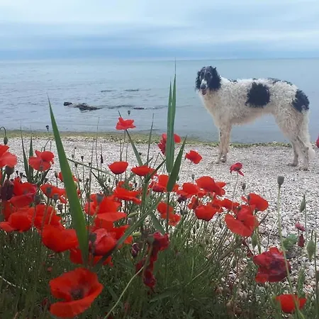 La Doi Pasi De Mare Gasthof *