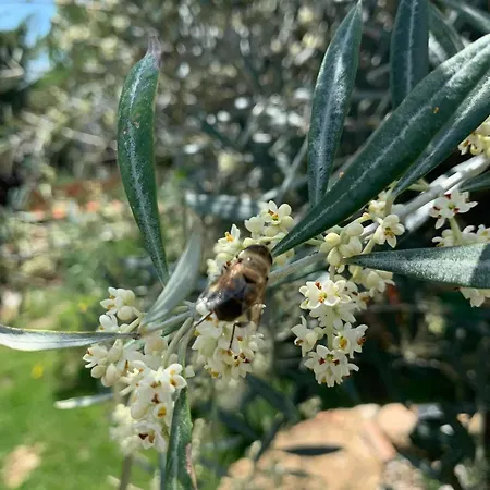 La Doi Pasi De Mare 4*