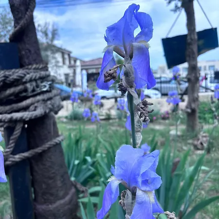بيت ضيافة La Doi Pasi De Mare 4*