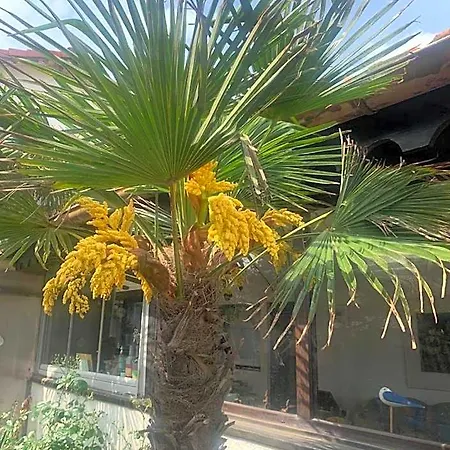La Doi Pasi De Mare Guest house Vama Veche