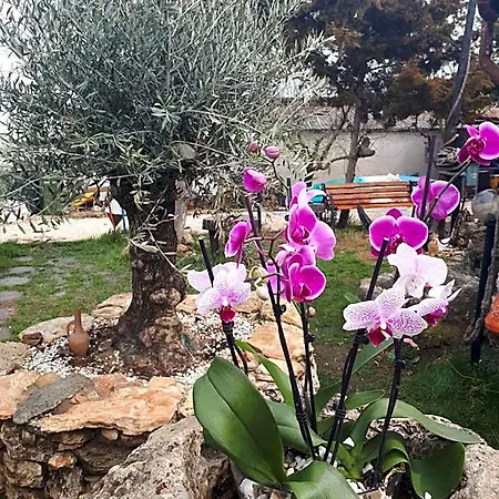 Guest house La Doi Pasi De Mare 4*
