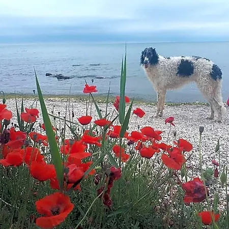 La Doi Pasi De Mare 4*