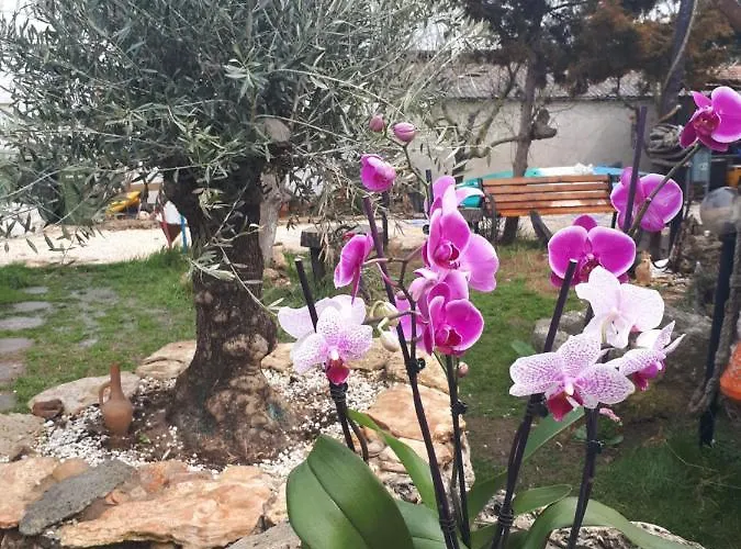 La Doi Pasi De Mare Guest house 4*