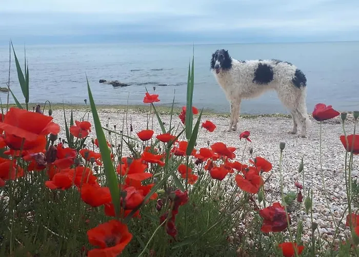 La Doi Pasi De Mare Guest house 4*